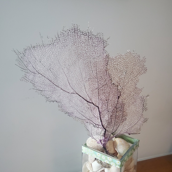 Natural Gorgonian Corals - Picture 5 of 7